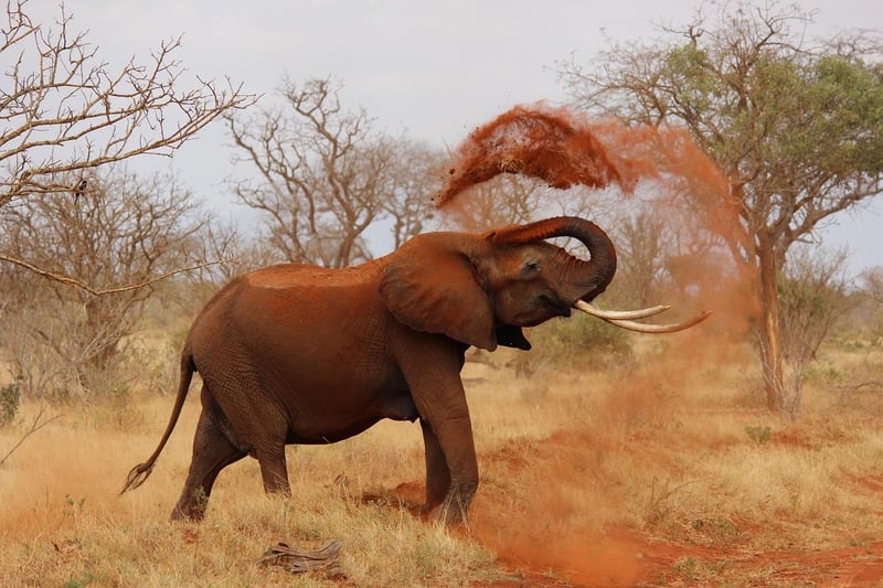 Serengeti National Park, Tanzania